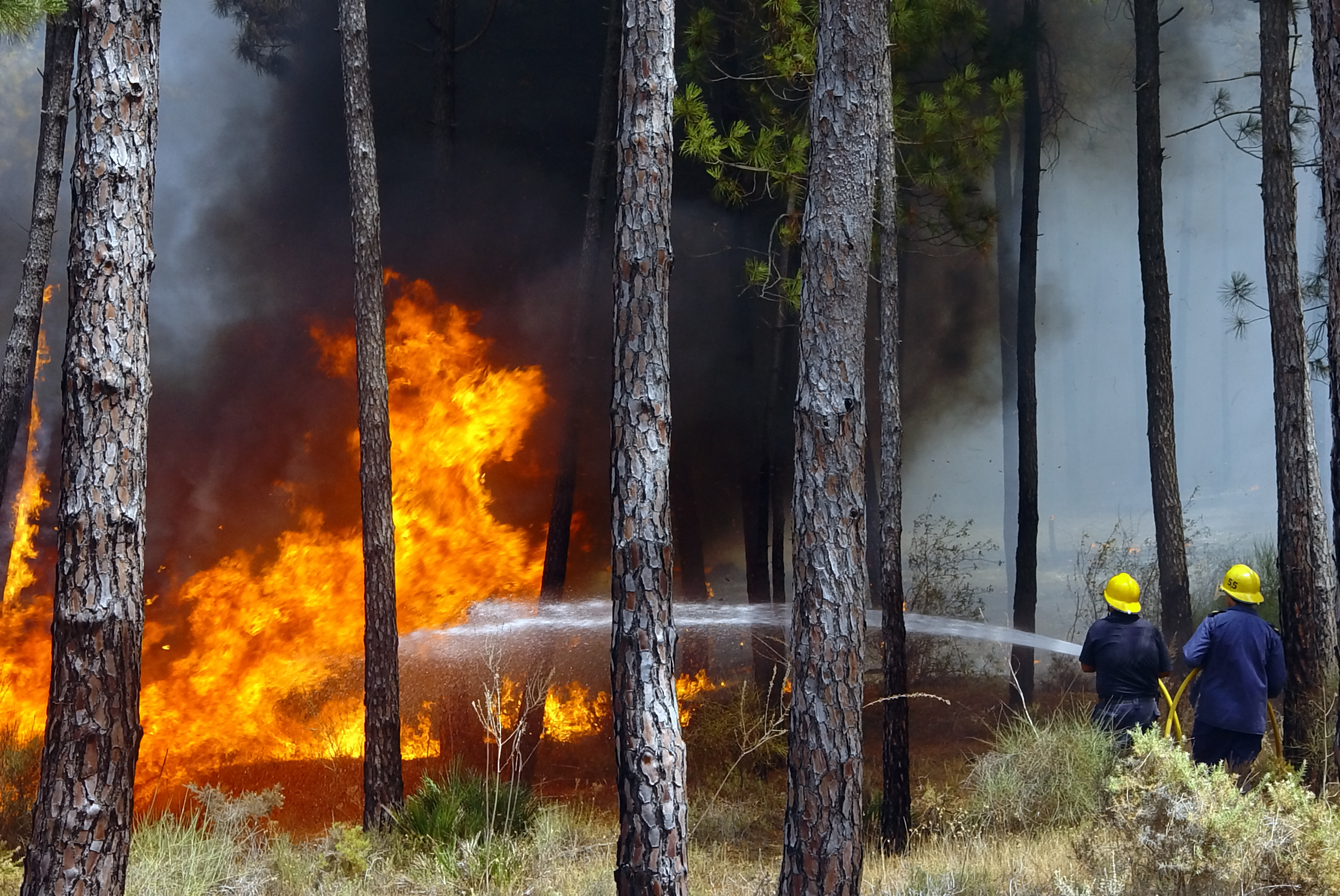 Two firefighters use a hose to spray water on a forest fire.
